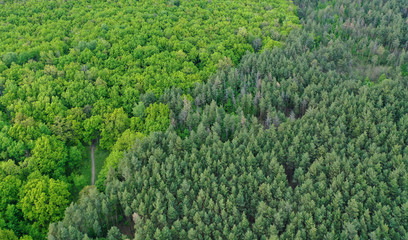 Fototapeta na wymiar Aerial view of the contact line of coniferous forest and deciduous forest in spring