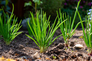 Young shallot onion plants growing in spring garden