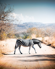 zebras in africa