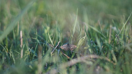 beautiful blue butterfly on a green meadow, selective focus image