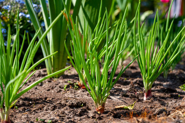 Young shallot onion plants growing in spring garden