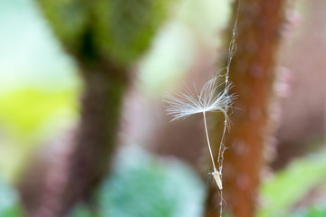 close up of dandelion seed