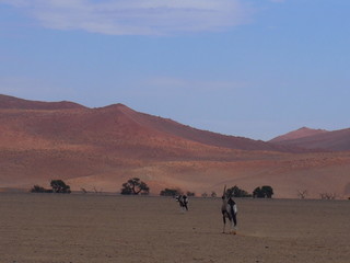 Fototapeta na wymiar Oryx living in nature, Namibia