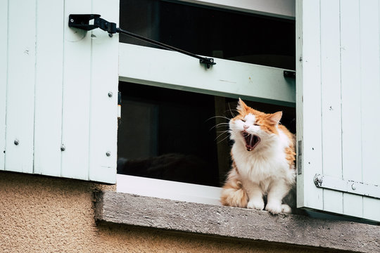 Chat Angora Images Browse 197 Stock Photos Vectors And Video Adobe Stock