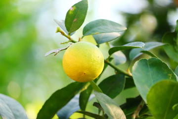 single yellow ripe fruit on lemon tree