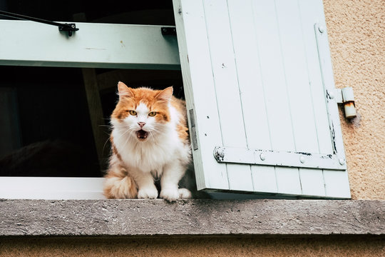 Chat Angora Images Browse 197 Stock Photos Vectors And Video Adobe Stock
