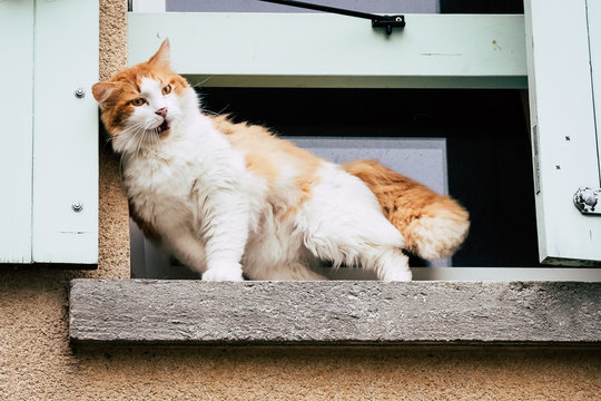 Chat Angora Images Browse 197 Stock Photos Vectors And Video Adobe Stock