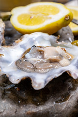 Fresh open zeeuwse creuse pacific or japanese oysters molluscs on fish market in Netherlands