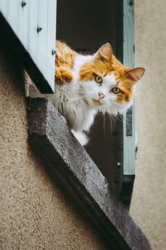 Chat Angora Images Browse 197 Stock Photos Vectors And Video Adobe Stock