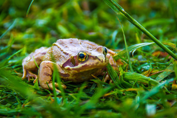 frog in the grass