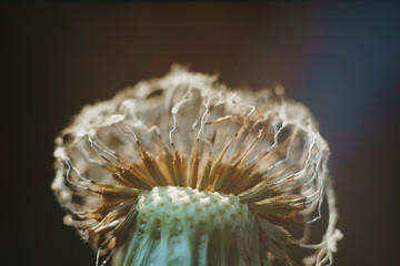 close-up of burnt dandelion fluff