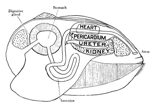 Clam Shell, vintage illustration.