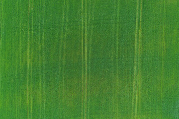 Aerial view of the texture of a young green field in spring
