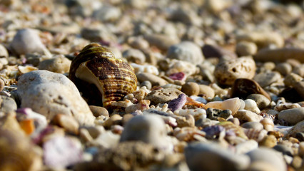 Brown Seashell On Pile Of Rock On Ground
