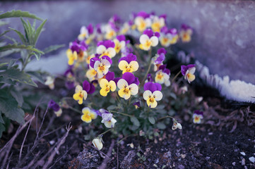 Obraz premium Colourful blooming flowers in outdoors pot