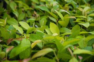 Dipterocarpus alatus Roxb green plants in nature.