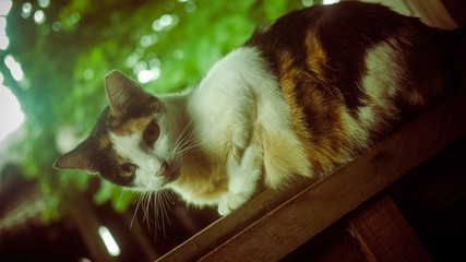 Calico cat sitting while looking straight at camera