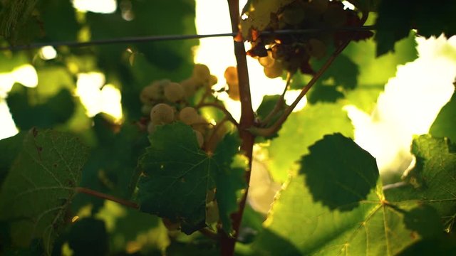 White wine grapes and green leaves on vine with slow motion sun flare shining through grapevine at sunset