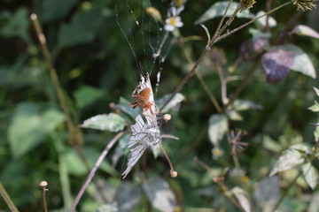 SPIDER VS BUTTERFLY!!(INSECTS LIFE LOVERS)