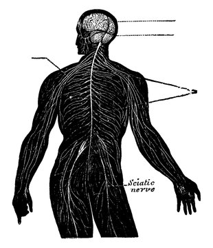 human nervous system anatomy black and white clip art preview