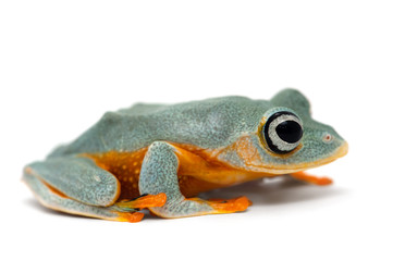 Black-webbed tree green flying frog isolated on white background