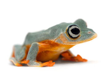 Black-webbed tree green flying frog isolated on white background