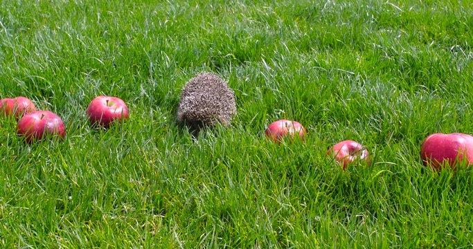 Small gray hedgehog walking in the garden on the green lawn grass among red scattered fragrant apples and sniffing them on a sunny day. Harvesting concept 4k 50 fps slow motion