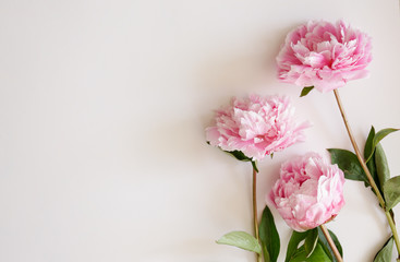 Studio shot of beautiful peony flowers over textured background with a lot of copy space for text. Feminine floral composition. Close up, top view, backdrop, flat lay. © Evrymmnt
