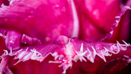 Tautropfen auf einer lila Blüte