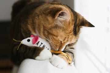 Close up cat cuddling toy mouse