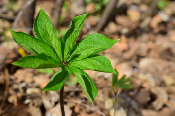 Forest plant.