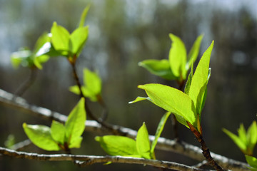 Young foliage.