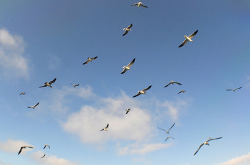 birds sea sky beach Isla Larga Venezuela
