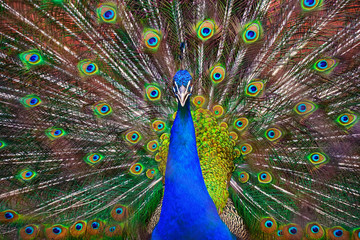 Fototapeta premium A beautiful male peacock fluffed a colorful multicolored tail. Mating dance of a bird or courtship of a female