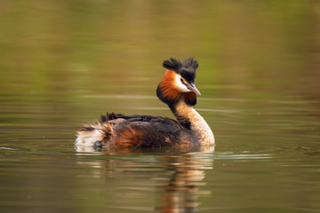 Waterfowl bird of great crested grebe on the lake
