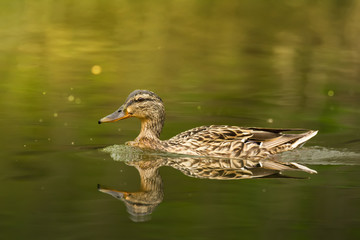 Waterfowl bird of mallard or river duck on the lake