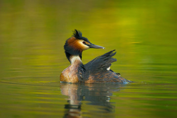 Waterfowl bird of great crested grebe on the lake