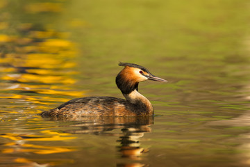Waterfowl bird of great crested grebe on the lake