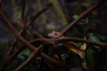 Ciliated banana-eating Gecko on a branch