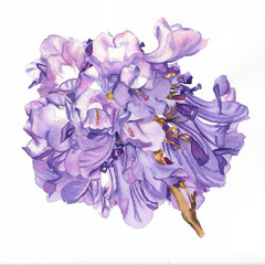 purple jacaranda painting on white background