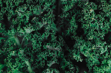 Top view of close-up green fresh curly lettuce. Organic eco food. Healthy diet. Freshly picked vegetables. Fresh greens for salad. Natural organic food. Edible vegetable background. Flat lay