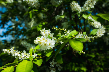Blooming bird cherry tree in the garden. Selective focus.