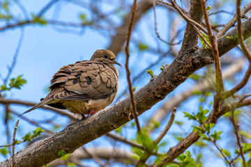 Morning Dove