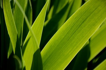 beautiful green floral background. close up and detail of young fresh leaves of iris flowers. structure and silhouette of green leaves with shadows. copy space
