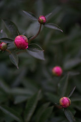 Closed red pink blossom of peony or paeony, a flowering plant in the genus Paeonia, native to Asia, Europe and Western North America. All Paeoniaceae are deciduous perennial herbs or shrubs.