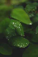 Drops on green leaves after the rain.