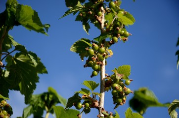 Fototapeta na wymiar Close up of branch with young green unripe Blackberry on background of blue sky. currant bush growing in the garden, farming organic products.