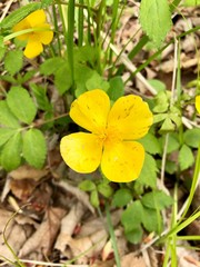 yellow flower on green background