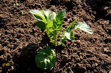 young green leaves of potato plant grows in the soil in the vegetable garden. growing healthy products on the farm