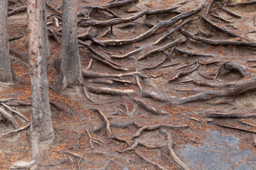 Tree roots pattern